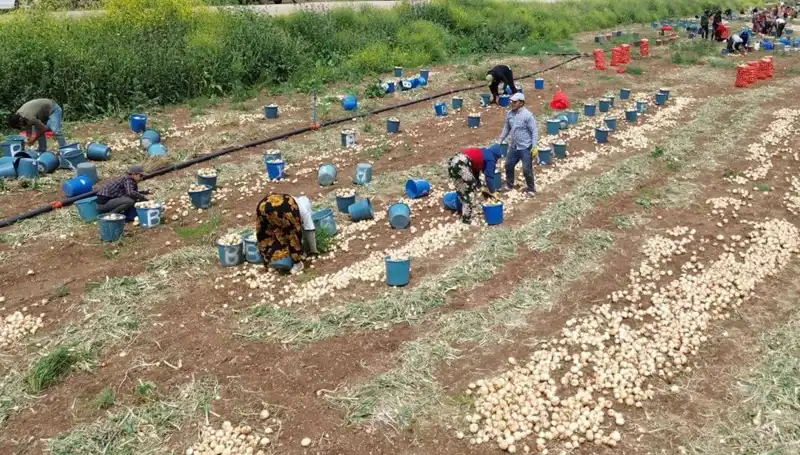 Soğan Hasadı Başladı: Piyasaları Sarstı, Fiyatlar Uçuşa Geçti!