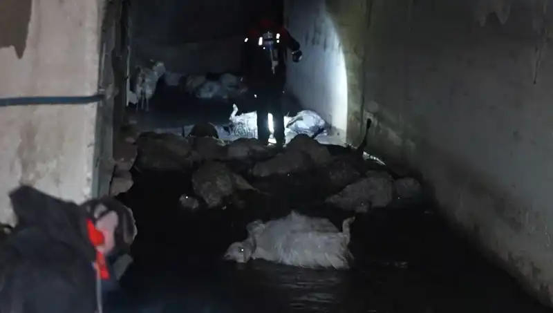 Keskin Koku Felaketi: Doğada Korkunç Kayboluşlar Yaşanıyor!