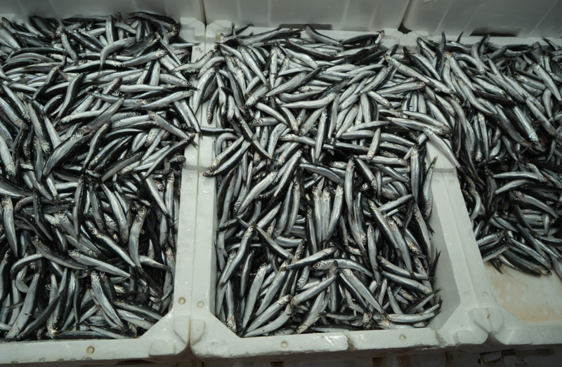 Türkiye İhracatında Yeni Bir Dönem: Belçika, Fransa ve Almanya'ya Yöneliş