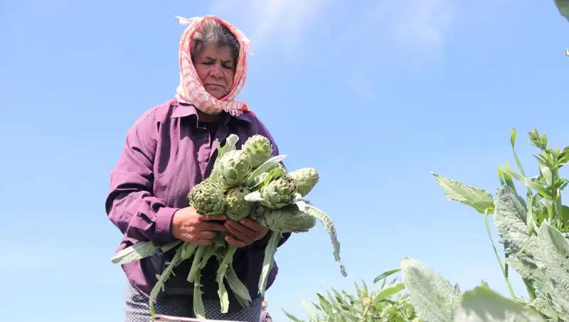Tarladan Sofralara: Tezgahta 50 TL Olan Ürünler Neden Bu Fiyatla Satılıyor?