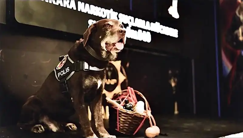 11 Yılın Ardından Emekli Olan Narkotik Köpeği Toma'nın Başarı Hikayesi