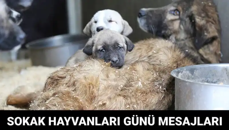 Dünya Sokak Hayvanları Günü: Hayvan Sevgisi ve Farkındalık İçin Bir Gün