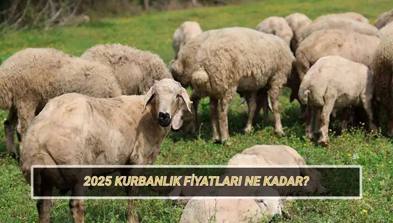 2025 Kurbanlık Fiyatları: Büyükbaş ve Küçükbaş Hayvanlar Ne Kadar Olacak?