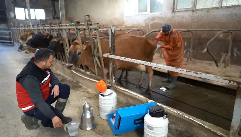 Türkiye’de İnovasyon Rüzgarı: Jersey Sperması ile Hayvancılıkta Yeni Dönem Başlıyor!