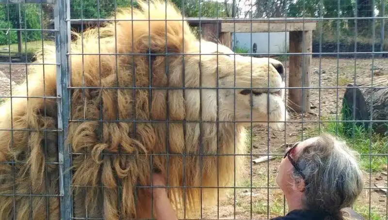 Avustralya’nın Hayvanat Bahçesinde dehşet anları: Aslan Kadının Kolunu Kaptı!