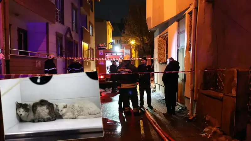 Evde Çıkan Yangında 26 Kedi Hayatını Kaybetti, Hayvanseverler Terk Edildi