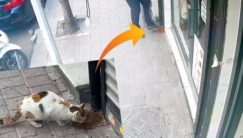 Kedilere Yüzde Yüz Doğal Mama Dağıtımı: Macera Başlıyor!