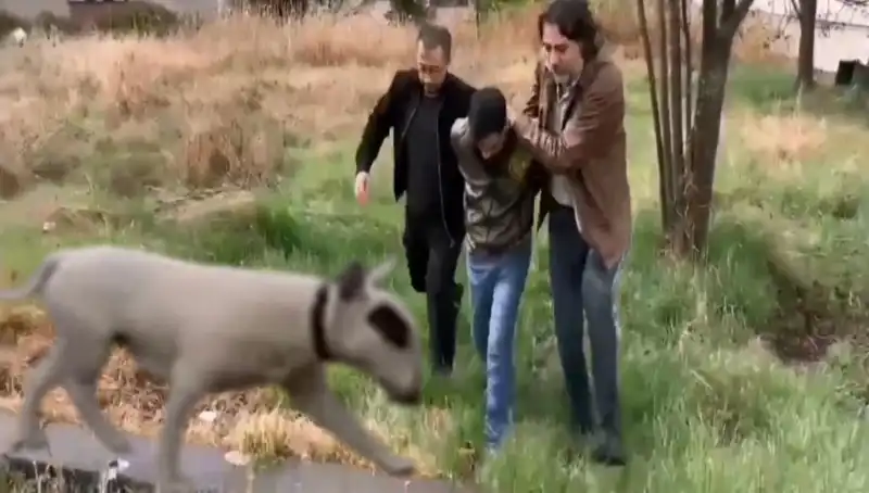 430 Bin Lira Değerindeki Şampiyon Köpek, Hırsızlık Olayının Ardından Encontrado!