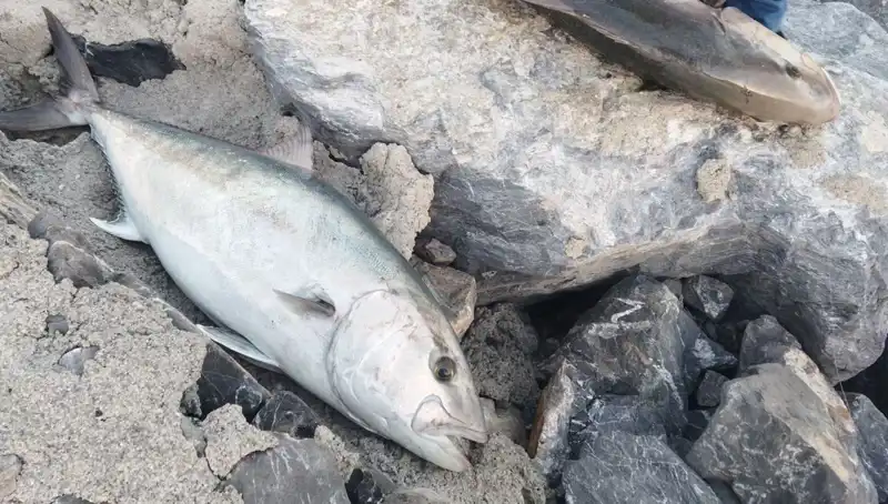 Oltayla Yakalanan Dev Balık, 65 Kiloya Ulaştı ve 18 Bin TL’ye Satıldı!