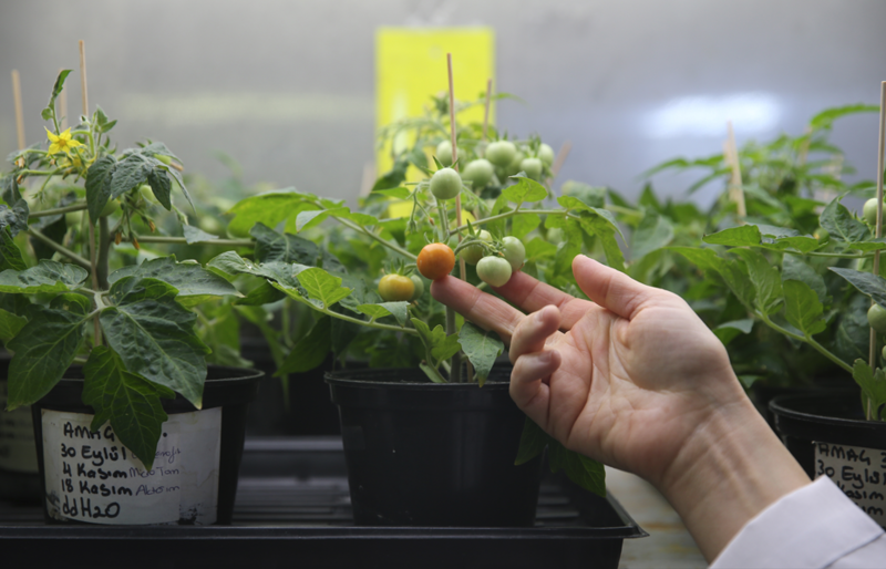 Türk Bilim İnsanları, Ay ve Mars'ta Domates Yetiştirmenin Sırlarını Keşfetti