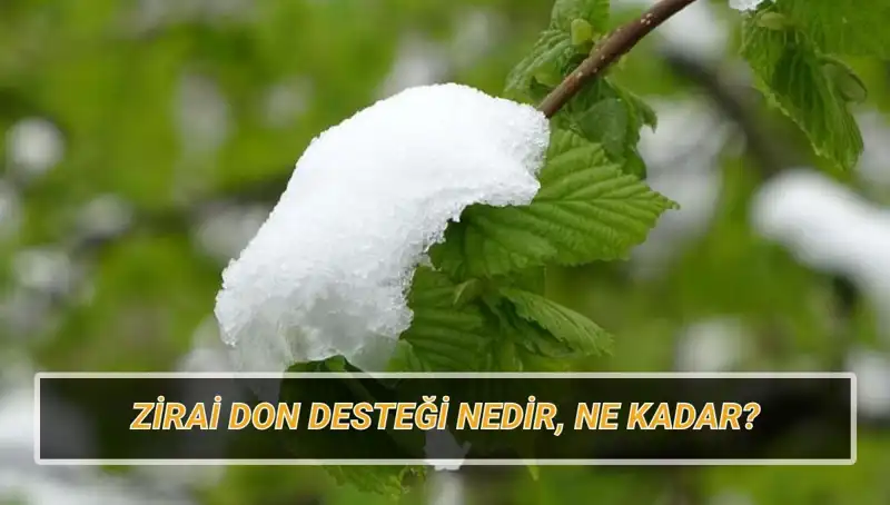 Zirai Don Desteği: 2023'te Hangi İllere Ne Kadar Destek Verilecek?