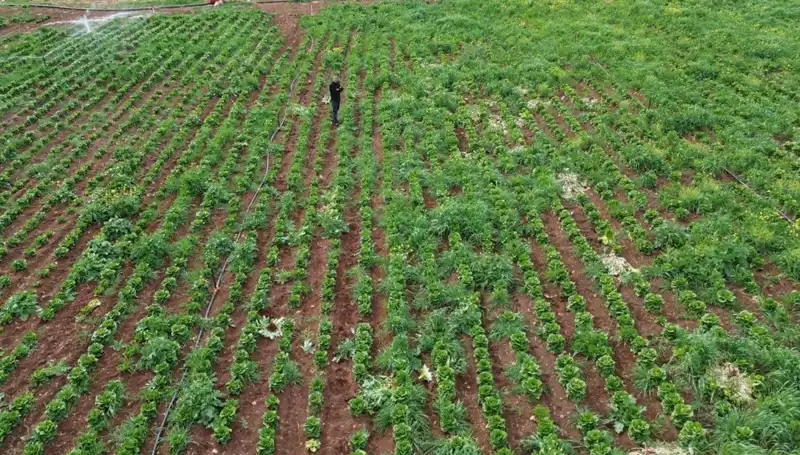 Marul Hasadında Kuraklık Ciddi Tehdit: Üreticiler Endişeli