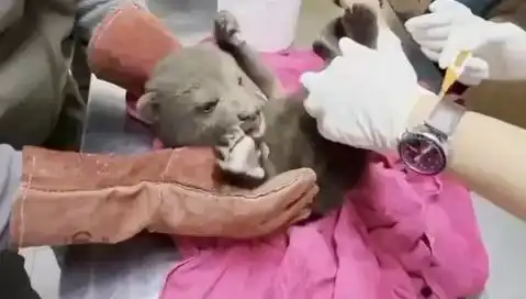 Karabük'te Sokakta Yavru Bozayı Bulundu: Doğa Severler Seferber Oldu