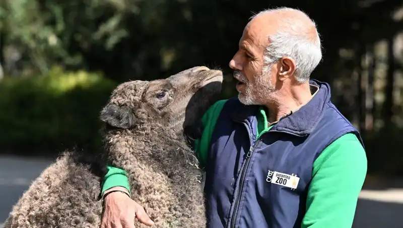 Boncuk'un Beslenme Şekli: 4 Litre Sütle Bir Anne Şefkati
