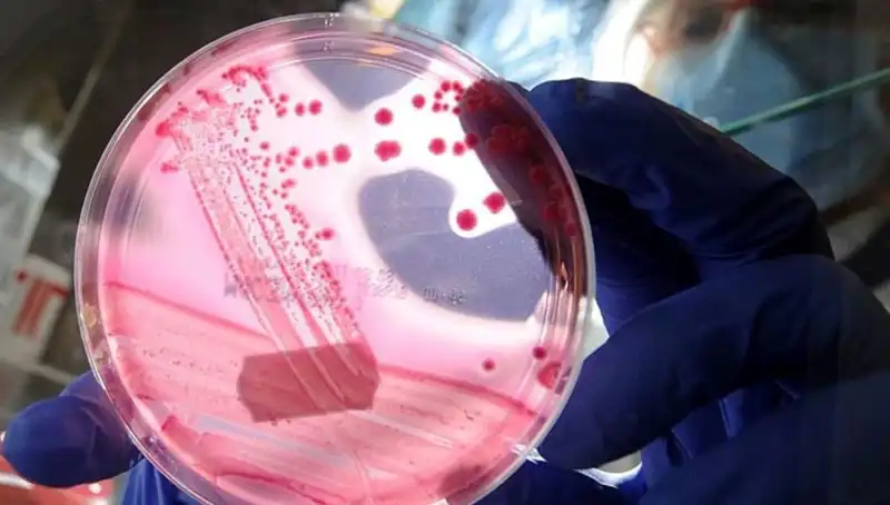 Yaşlanmayı Unutturacak Proteinin Sırrı: AP2A1 ve Baskılama Yöntemleri