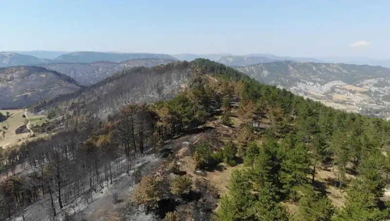 Bolu'da Aynı Anda 5 Milyon Fidan Toprakla Buluşuyor