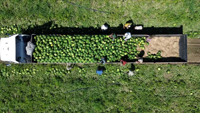 Bafra Ovası’nda 94 Bin 500 Ton Karpuz Rekoltesi: Tarımda Yeni Bir Rekor Mu Geliyor?
