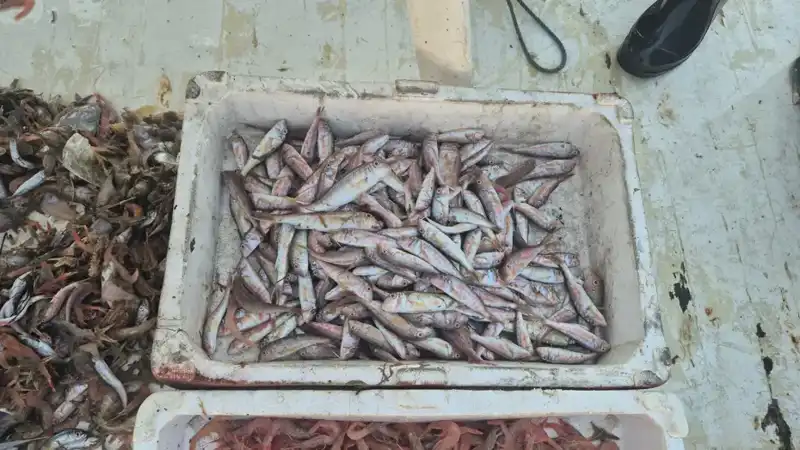 Denizden Gelen Tazelik: Limana Vuran Balık Avcılığı ve Tüketici Tanıtımı