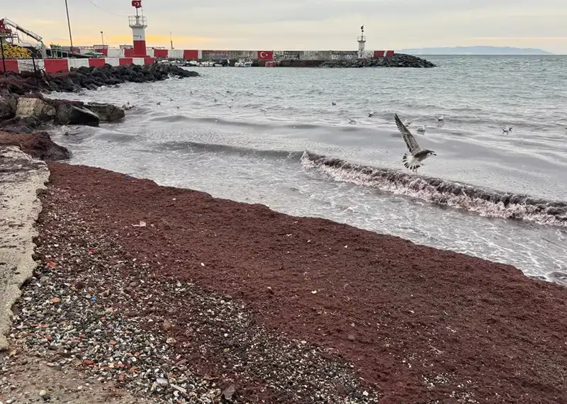 Tekirdağ Sahilleri Neden Kıpkırmızı Hale Geldi? Gizemli Olayın Perdesi Aralanıyor!