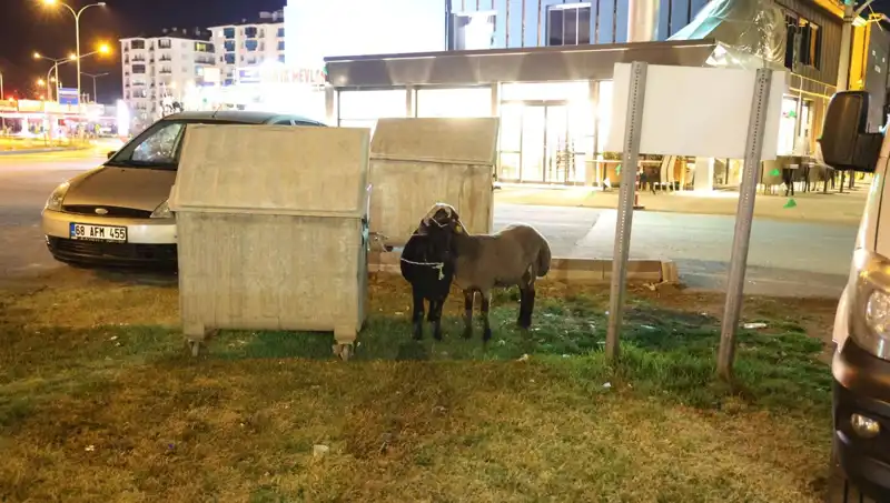 Mor Karaman Koyunları Yolda Bırakıldı: Hayvan Hakları İhlali Ortaya Çıktı