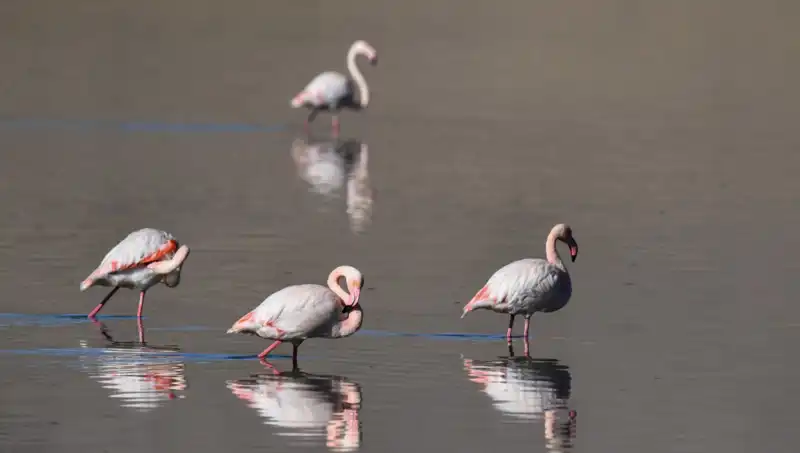 ** Kuraklık Flamingo Sayısını Tehlikeye Attı: Kuş Cenneti Krizde
