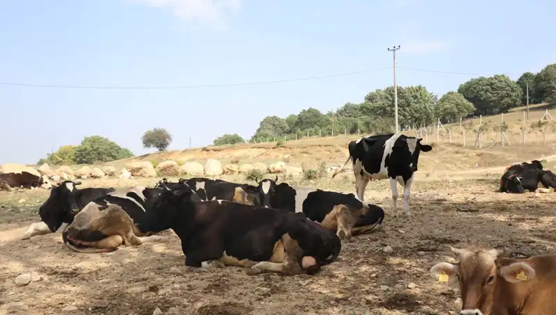 Şap Hastalığı Tehdidi: 22 Köyde Giriş Çıkış Kısıtlaması Uygulandı