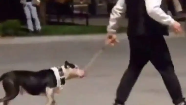 Ağızlıksız Pitbull'un Saldırgan Davranışı: Sahibine Şok Cezalar!
