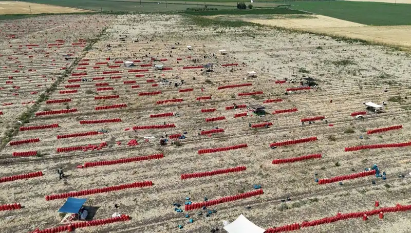 Tarlada 5 TL'ye Düşen Fiyatlar: Çiftçilerin 40 Derece Sıcağındaki Mücadelesi